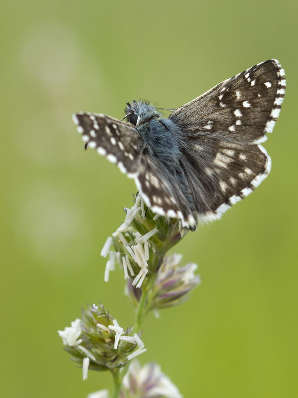 Pyrgus carthami ?... Pyrgus sp.